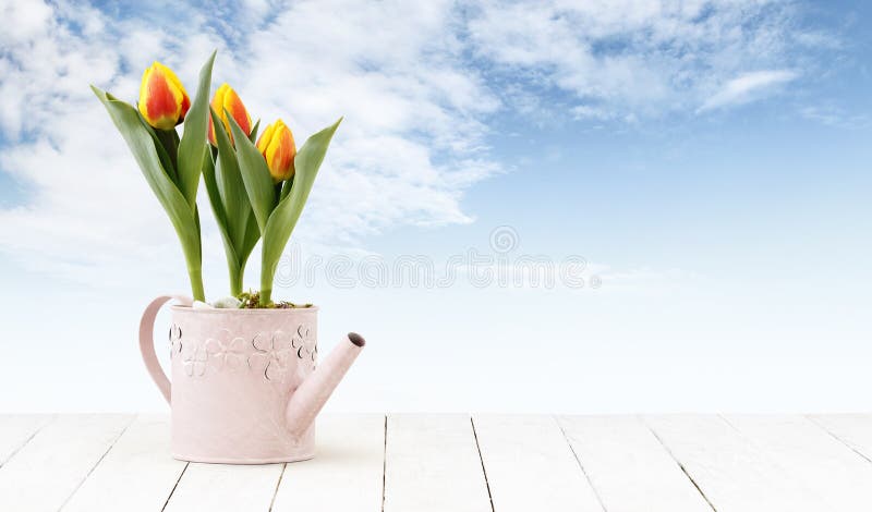 郁金香在木白色桌和天空背景隔绝的桃红色喷壶，网横幅花店或者礼品券的花植物